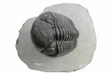 Phacopid Trilobite (Pedinopariops) - Rock Removed Under Shell #230351-4
